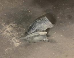 Трубка соеденительная для Volkswagen Sharan 2000-2006  запчасти бу