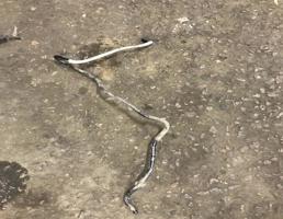 Патрубок для Volkswagen Touareg 7L 2007-2010  запчасти бу