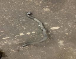 Патрубок системы охлаждения  для Audi A6 (C6 4F) Allroad quattro 2005-2012  запчасти бу