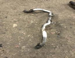 Трубка охлажд. жидкости металлическая для Audi Q7 (4L)  2005 - 2009  запчасти бу